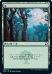 画像1: 森/Forest (1)