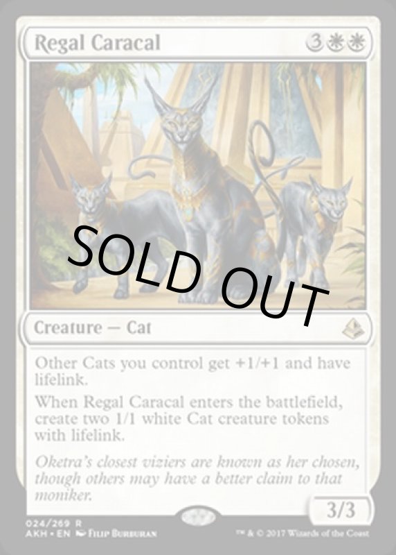 画像2: 威厳あるカラカル/Regal Caracal  (2)