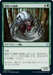 画像1: 棘投げの蜘蛛/Stingerfling Spider (1)