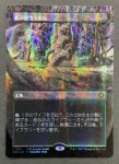 画像1: 【ドラゴンスケイルFOIL】新緑の地下墓地/Verdant Catacombs (1)