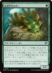 画像1: 血液共生のダニ/Hemosymbic Mite (1)
