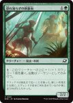 画像1: 恐れ知らずの新参虫/Intrepid Tenderfoot (1)