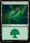 画像1: 森/Forest (1)