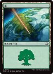 画像1: 森/Forest (1)