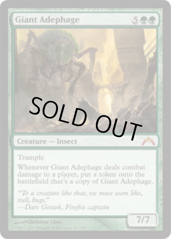 画像2: 巨大オサムシ/Giant Adephage　 (2)