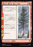 画像1: 燃えろ、燃えろ、木よ、シダよ/Burn, Burn, Tree and Fern (1)