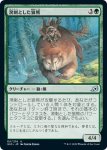 画像1: 溌剌とした狼熊/Exuberant Wolfbear　 (1)