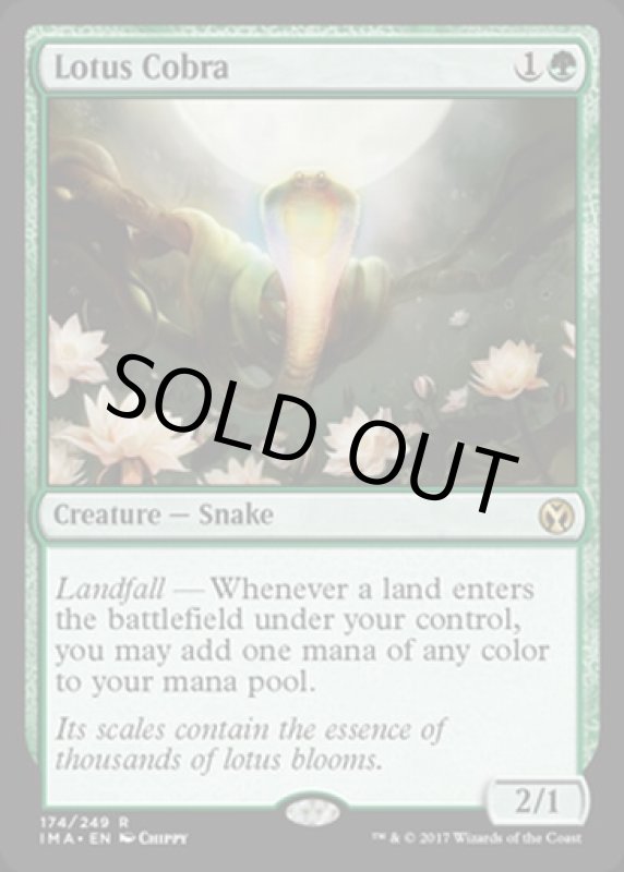 画像2: 水蓮のコブラ/Lotus Cobra  (2)