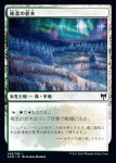 画像1: 極北の並木/Arctic Treeline (1)