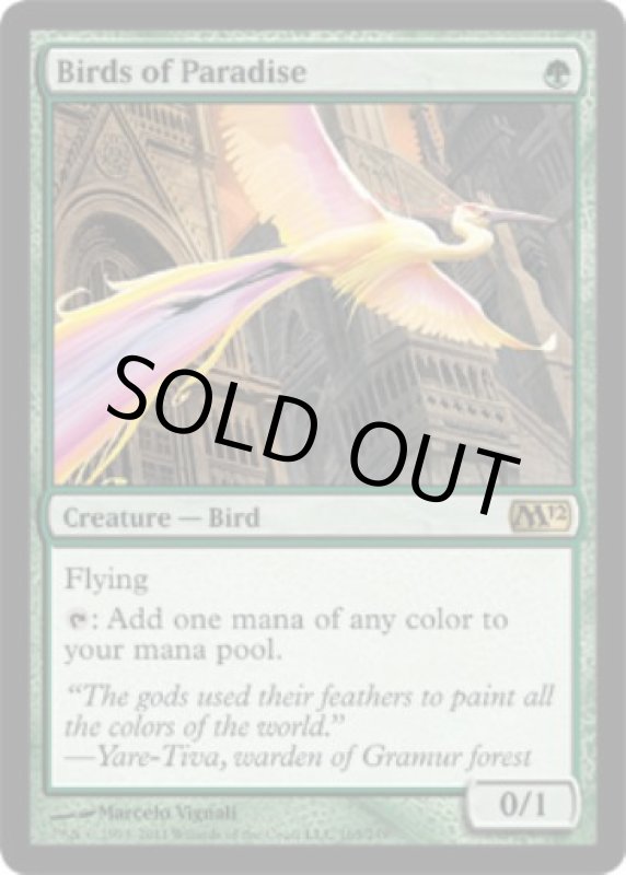 画像2: 極楽鳥/Birds of Paradise　 (2)