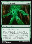 画像1: ツリーフォークの陰影/Treefolk Umbra (1)