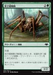 画像1: 双子絹蜘蛛/Twin-Silk Spider (1)