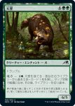 画像1: 大狸/Greater Tanuki (1)