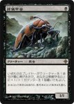 画像1: 葬儀甲虫/Mortician Beetle　 (1)
