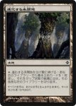 画像1: 進化する未開地/Evolving Wilds　 (1)