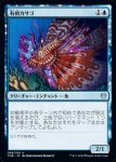 画像1: 有刺カサゴ/Stinging Lionfish　 (1)