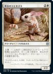 画像1: 峡谷のトビネズミ/Canyon Jerboa　 (1)