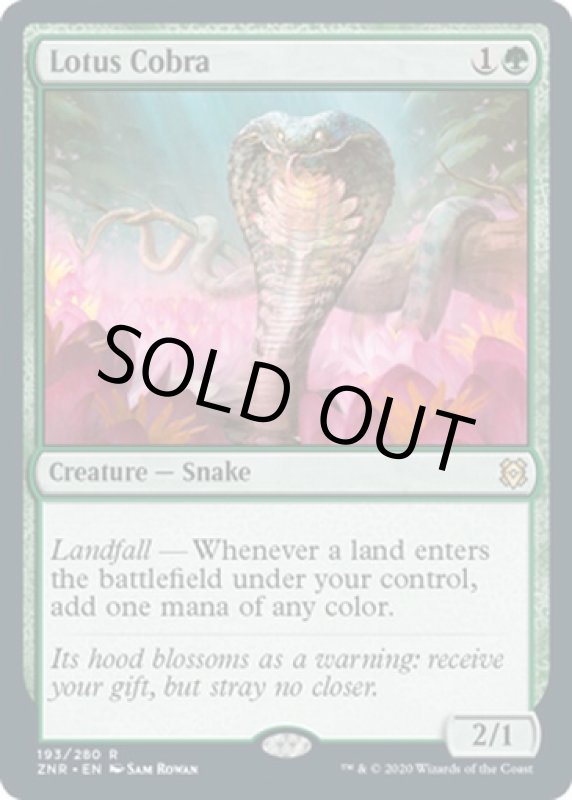 画像2: 水蓮のコブラ/Lotus Cobra  (2)